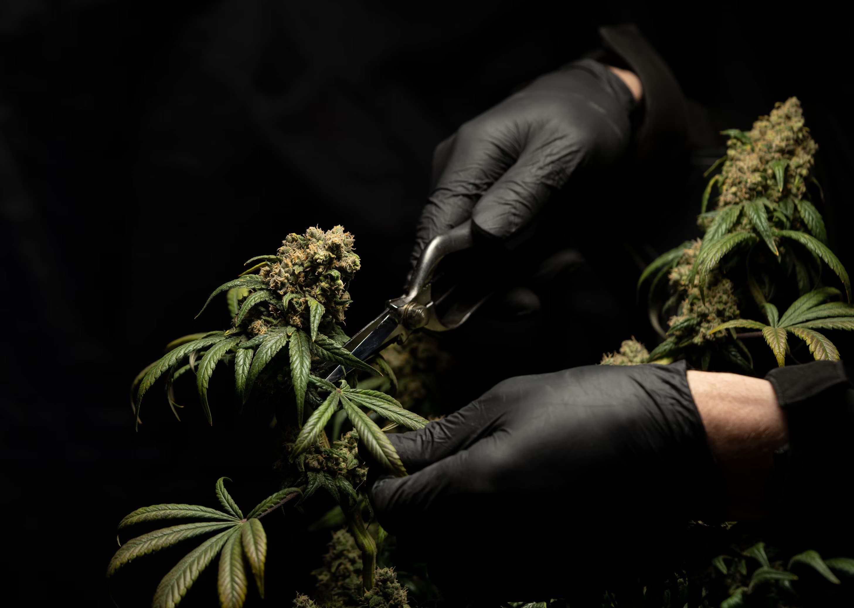 Don't Panic, It's Organic.